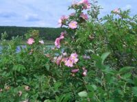Wild Rose Flower Of Alberta