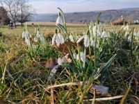 Snowdrops