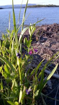 Flowers by the Beach!!!