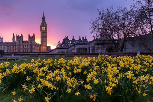 london daffodils