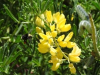 An a-pollen photo