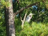 Great blue heron