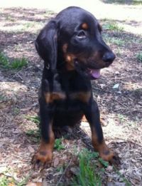 Atlas the Dobie - at 8 weeks
