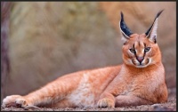 Caracal     ---Critters I'd like to pet (without being eaten, scratched, bitten, etc.)