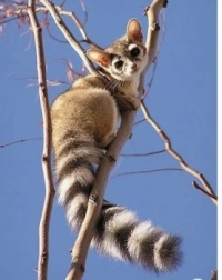 Ringtail   ---Critters I'd like to pet (without being eaten, scratched, bitten, etc.)
