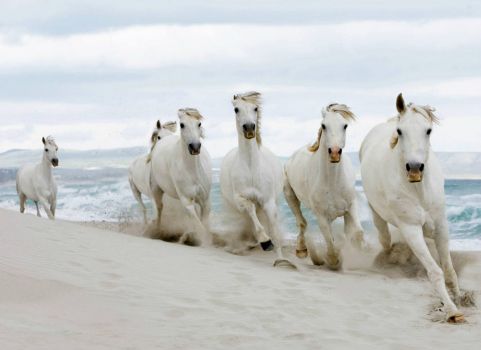 THEME  ~  Horses  .....  Follow the Leader