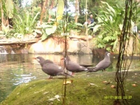 birds