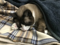 Warm Smokey