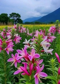 Flowers for today :-)