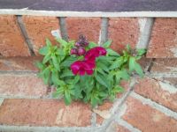 1-8-13 Snapdragon Blooming on our steps