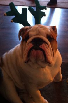 Rocky the bulldog