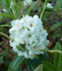 rododendron