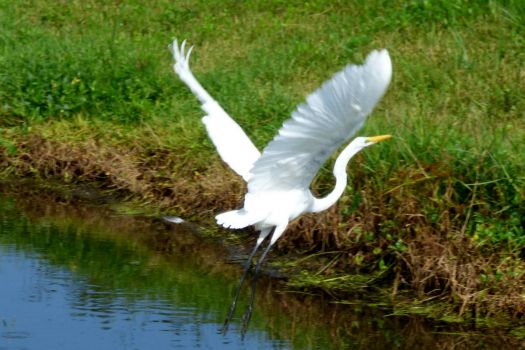 Great Egret in flight at Celery Fields