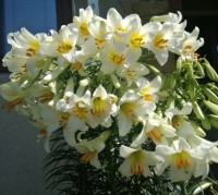 Bílá lilie v květu