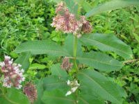 Immature Milkweed Pod