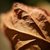 Leafy Browns