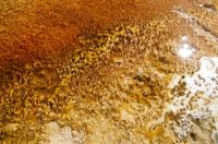Bacterial Mat at Yellowstone National Park