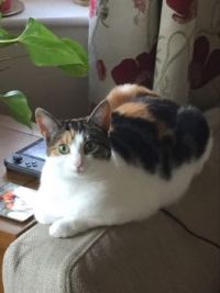 Tilly