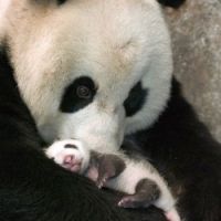 MAMA AND BABY PANDA