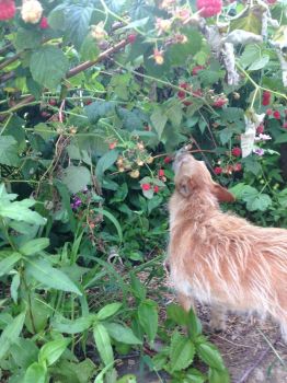 Izzy picking raspberries