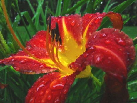 Lily with Rain Drops