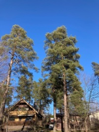 Blue Spring sky