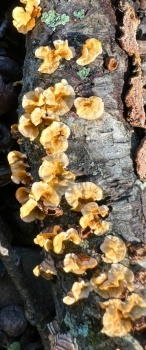 Flowery fungi