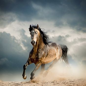 wild horses7 France