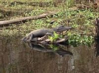 Cajun Gator