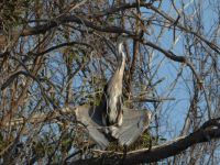 GREAT BLUE HERON in the sunning position