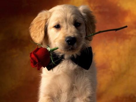 Valentine Puppy