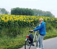 Zonnebloemvelden in Knokke-Heist