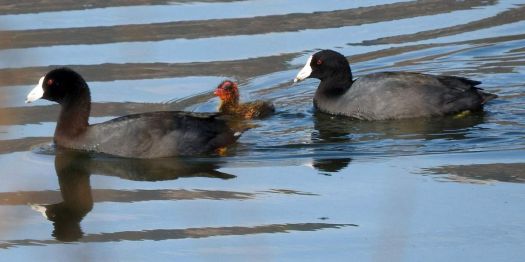 American Coot Family, Lake Hodges, San Diego, California