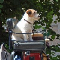 Carriage dog