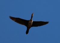 Double-crested Cormorant, Santee Lakes, Santee, California