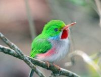 Cuban Tody