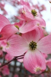 Pink Dogwood in Tennessee