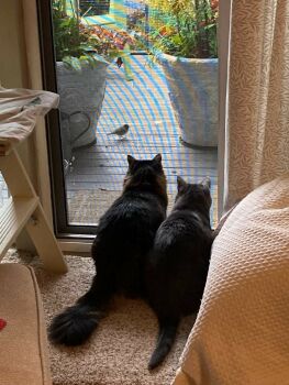 Checking out the deck visitor 😺😊