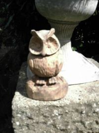 owl in garden