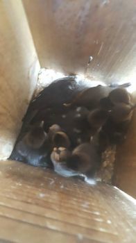 Baby ducks