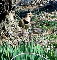 Yellow Shafted Flicker Showing his stuff.