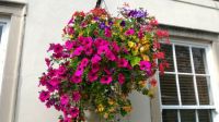 Hanging basket