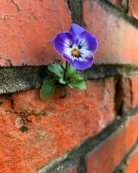 Lone Pansy