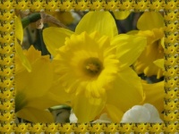 Detail květu narcisu...  Detail of daffodil flower...