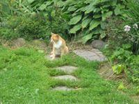 cat in the yard