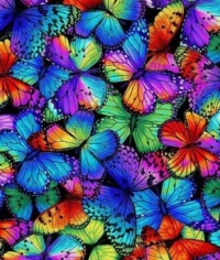BUTTERFLY FABRIC