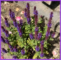 In my brother's garden. In mijn broers tuin.