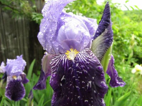 Beautiful irises on a wet day.