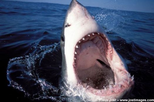 Great White Shark 4 - Klas Jost - www.jostimages.com