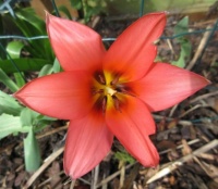 Hybrid Tulip
